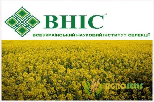 Продам гібрид озимого ріпаку Блекстоун стійкий до Євро-