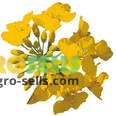 Продам ріпак озимий Синтетік