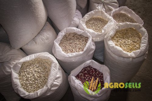 Квасоля в асортименті (фасоль)