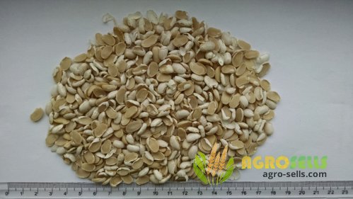 Половинки: квасоля (фасоль)