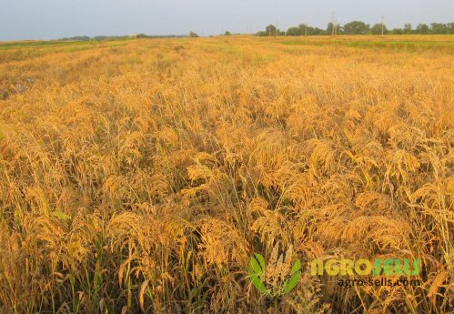 просо жовте скоростигле `Біла альтанка`
