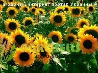 Закупаем подсолнечник, зерновые 0677516311