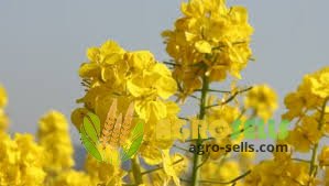 Насіння озимого ріпаку Снігова королева