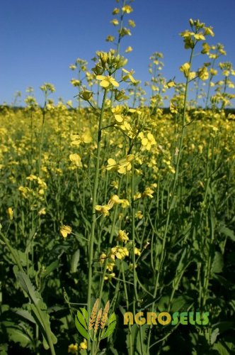 Насіння озимого ріпаку Блекстоун ІМІ