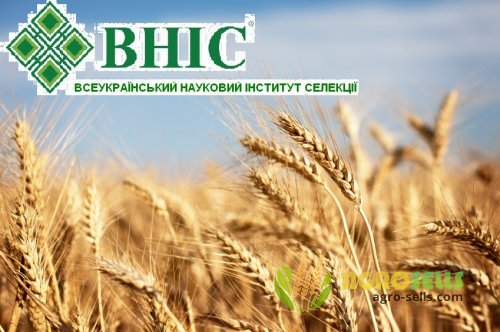 Насіння озимої пшениці «Артемісія» Супер Еліта