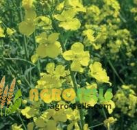 Продам Озимый рапс Лембке Висби