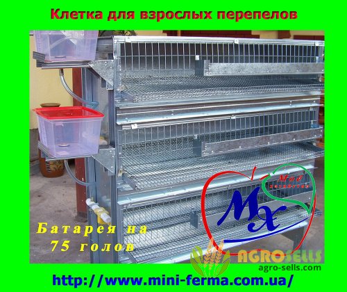Клетки для перепелиной фермы