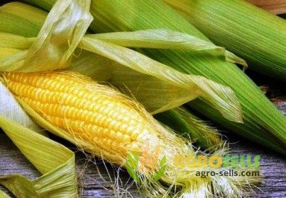 Закупаем пшеницу,кукурузу,сою,ячмень,гор ох