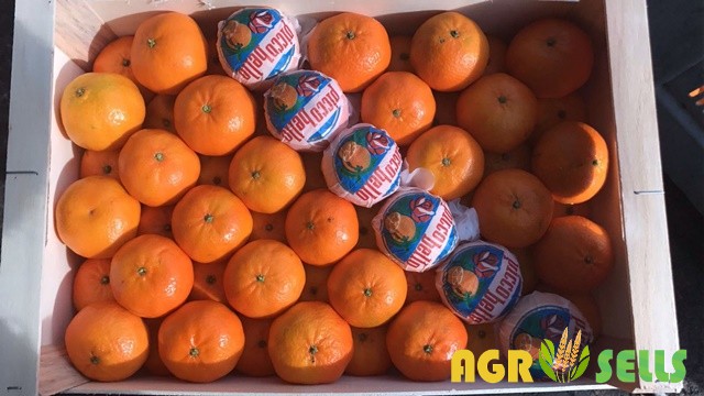 Мандарины и Клементины из Испании