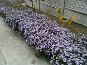 Саженцы декоративных кустов "Живая изгородь"