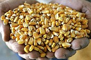Закупаем Куку, Любого Качества, Хорошие Цены, по всей Украин