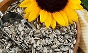 Производим закупку Подсолнечника, Любого Качества, По Хорошей Цене!!