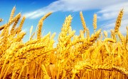 Компания Укрконтракт купит пшеницу у производителей