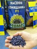 Семена подсолнечника Антей