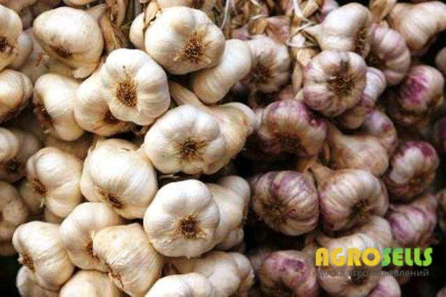 Часник озимий посадковий продам