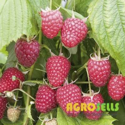 Продам саженцы малины, сорт Полка, Полана, Зюгана, Лячка.