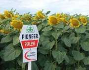 Семена подсолнечника Пионер P64LE99 Pioneer