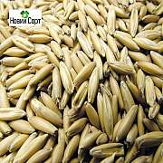 Продаємо Овес (еліта, 1 репродукція)