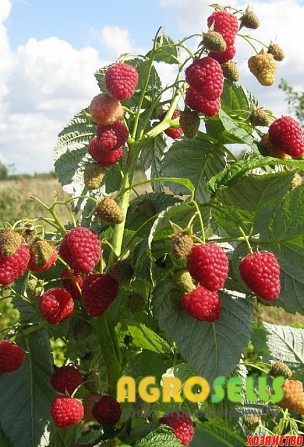 Продам саджанці малини сорту БРУСВЯНА (ВКС)
