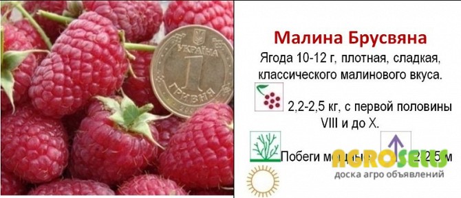 Продам саджанці малини сорту БРУСВЯНА (ВКС)