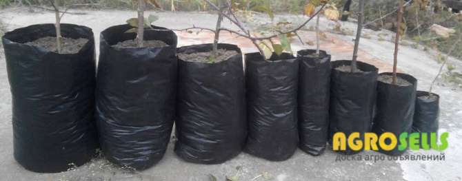Продаж саджанців малини сорту ЗЕВА в садових пакетах(ЗКС)