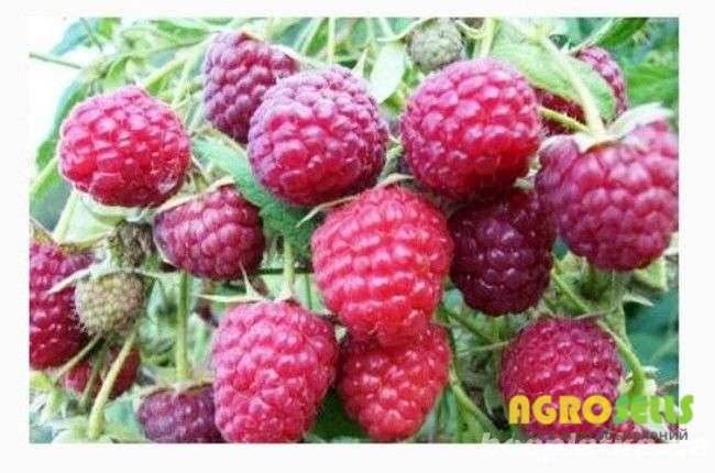 Продаж саджанців малини сорту ЗЕВА в садових пакетах(ЗКС)