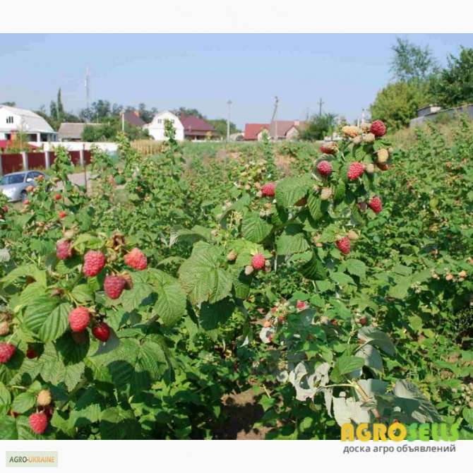 Продаж саджанців малини сорту ЗЕВА в садових пакетах(ЗКС)