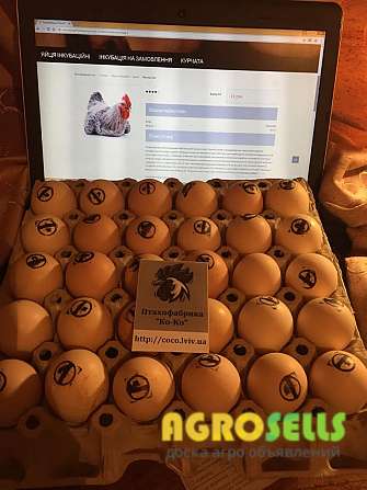 Яйцо инкубационное, купить яйцо инкубационное мясо-яичных кур