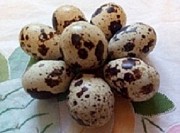 Инкубационные яйца перепела белый Техасский бройлер