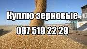 Куплю кукурузу оптом дорого