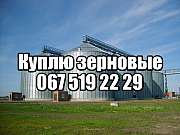 Куплю пшеницу, кукурузу, рапс, сою, ячмень, подсолнечник дорого