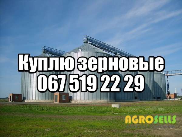Куплю пшеницу, кукурузу, рапс, сою, ячмень, подсолнечник дорого