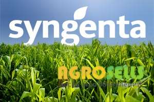 Семена подсолнечника Сумико Евро-лайтнинг Syngenta