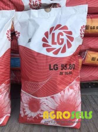 Семена подсолнечника Limagrain LG 5580