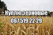 Куплю кукурузу, пшеницу, сою, рапс, ячмень, подсолнечник дорого