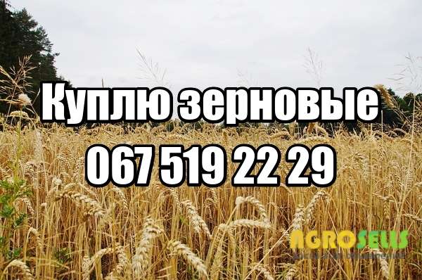 Куплю кукурузу, пшеницу, сою, рапс, ячмень, подсолнечник дорого