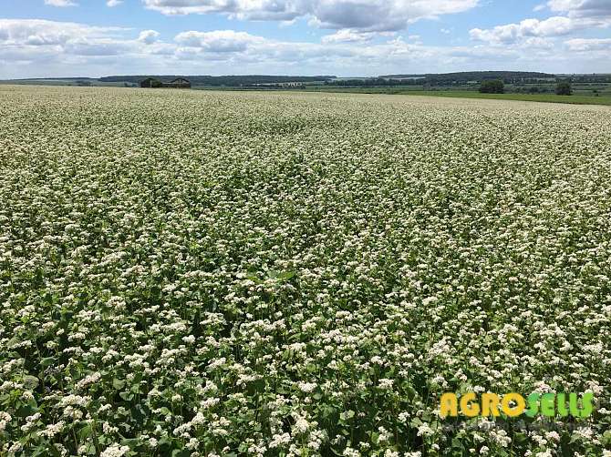 Продам насіння - канадськa гречкa "АРНО"