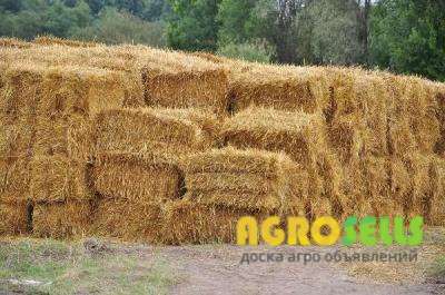 куплю солому в больших обьёмах