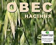 Насіння вівса: сорт Чернігівський 28, перша репродукція