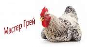 Яйцо Мастер Грей. Купить Инкубационное яйцо Мастер Грей.