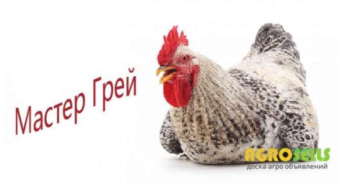 Яйцо Мастер Грей. Купить Инкубационное яйцо Мастер Грей.