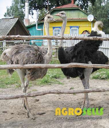 страус черный африканский