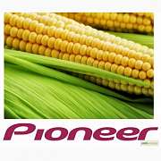 Семена кукурузы Pioneer различных гибридов, Черкасская обл.