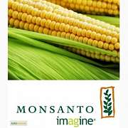 Семена кукурузы Monsanto различных гибридов, Черкасская обл.