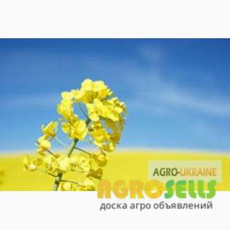 Семена рапса. Фирмы производители: Syngenta, Euralis, Lembke