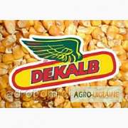 Семена кукурузы Monsanto DK 315, Киевская обл.