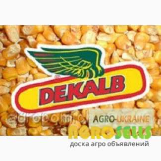 Семена кукурузы Monsanto DK 315, Киевская обл.