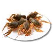 Живые Раки Крупные(80-100гр это 12-14 см) 10-12 шт/кг