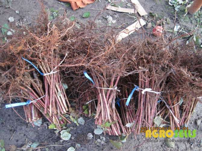 БРУСВЯНА 10грн,від 100шт-8грн,від 500шт-6грн. ПРИЙМАЮТЬСЯ ЗАМОВЛЕН