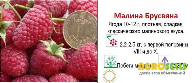 БРУСВЯНА 10грн,від 100шт-8грн,від 500шт-6грн. ПРИЙМАЮТЬСЯ ЗАМОВЛЕН